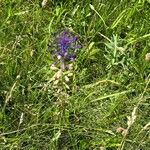 Muscari comosumFlor