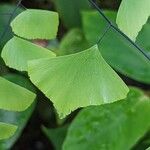 Adiantum trapeziforme पत्ता