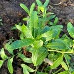 Catha edulis Φύλλο
