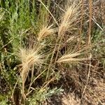 Taeniatherum caput-medusae Likasa