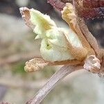 Hydrangea quercifolia Leaf