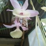 Dendrobium aphyllum Bloem