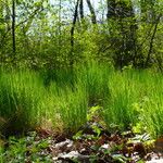 Molinia caerulea Natur