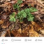 Geranium carolinianum Leaf