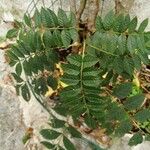 Zanthoxylum americanum Ліст