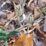 Lychnis coronaria Плод