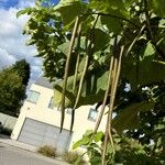 Catalpa ovata ഫലം