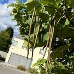 Catalpa ovata Fruitua