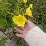 Oenothera glaziovianaBlüte