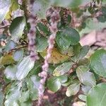 Garrya elliptica Flower