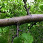 Malus sylvestris Bark