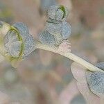 Salsola imbricata Blatt