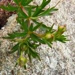 Potentilla anglica Лист