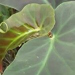 Begonia angularis Leaf