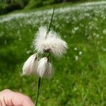 Eriophorum angustifoliumFlower