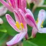 Lonicera tatarica花