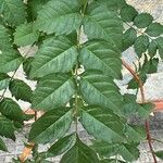 Campsis grandiflora Blatt