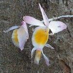 Dendrobium crepidatum Fleur