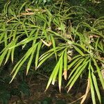 Cycas debaoensis Συνήθη χαρακτηριστικά