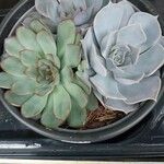 Echeveria lilacina Folio