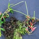 Peperomia olivacea Diğer
