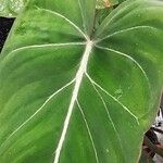 Philodendron gloriosum Hoja