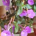 Achimenes grandiflora Цвят