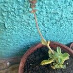 Coleus hadiensisHoja