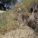 Thysanocarpus curvipes عادت