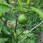 Citrus × aurantiifolia Fruit