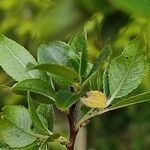 Salix myrsinifolia पत्ता