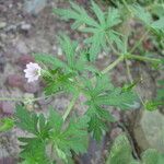 Geranium bicknellii Pokrój