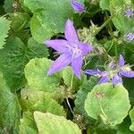 Campanula garganica Blomst