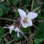 Viola alba Blüte