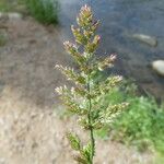 Polypogon viridis Corteza