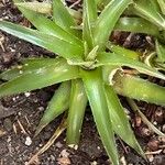 Dyckia brevifolia Лист