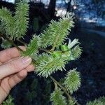 Salix caprea Vrucht