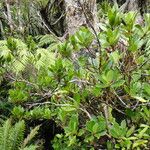 Myrsine paniensis Habitat