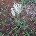 Chlorophytum africanum Flower