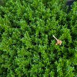 Hebe cupressoides 葉