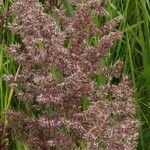 Calamagrostis canescens Fleur