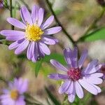 Symphyotrichum oolentangiense花