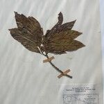 Dodecadenia grandiflora Diğer