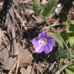 Convolvulus siculus Floare