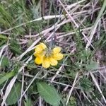 Hippocrepis scorpioides Çiçek