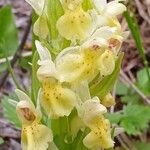 Dactylorhiza sambucinaFleur