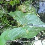 Sagittaria latifoliaFolha