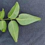 Poecilanthe parviflora Hoja