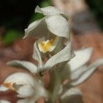 Cephalanthera austiniae Flower