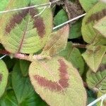 Persicaria capitata Лист